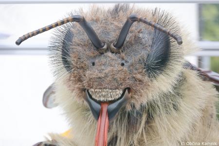 Čebela velikanka potuje po Kamniku (5)